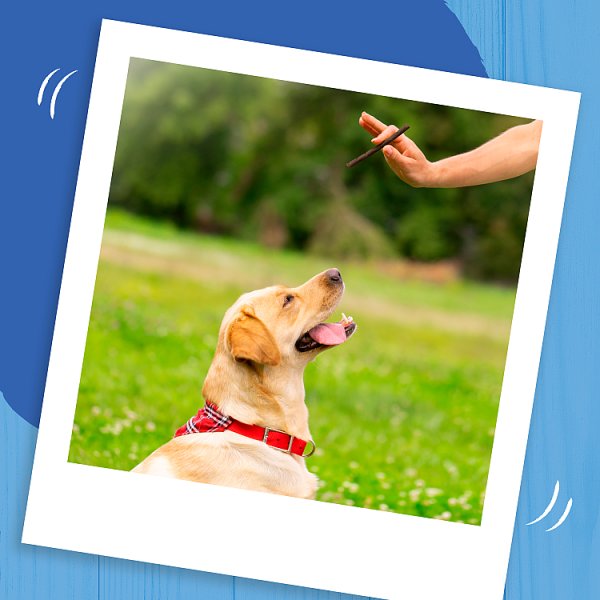 BAKERS Rewards Dog Treats
